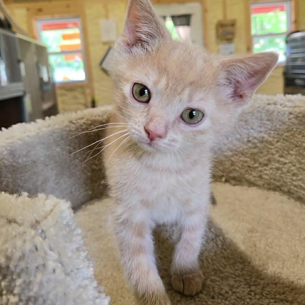 Waffle, Adoptable, Kitten Male Domestic Short Hair.