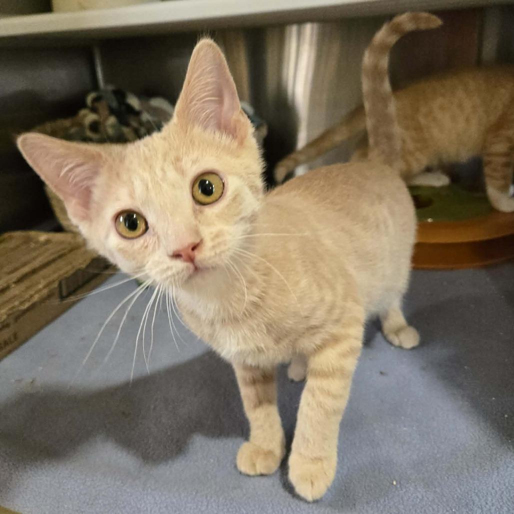 Waffle, a Adoptable Domestic Short Hair in Park Falls, WI image 2/2