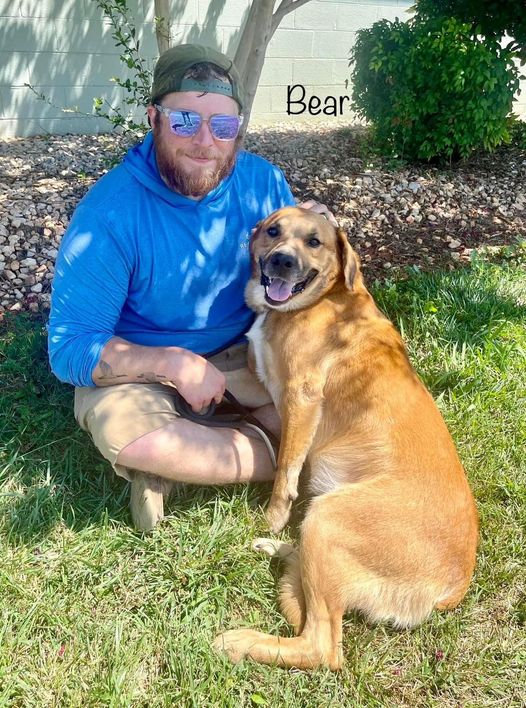 Bear, an adopted Golden Retriever in Amherst, VA_image-1