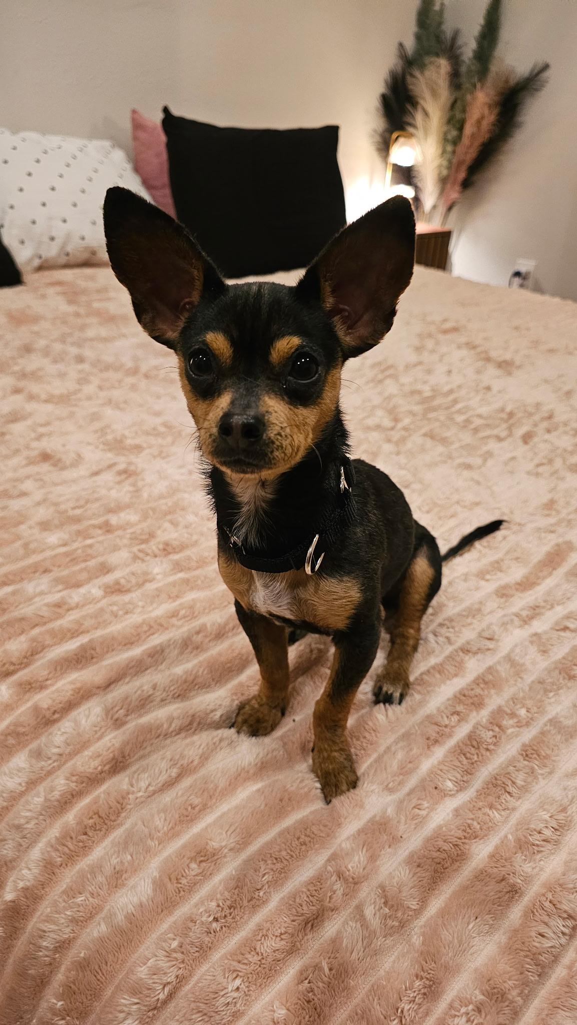 Enlarge Truffle, an adopted Chihuahua in Austin, TX image 1/3