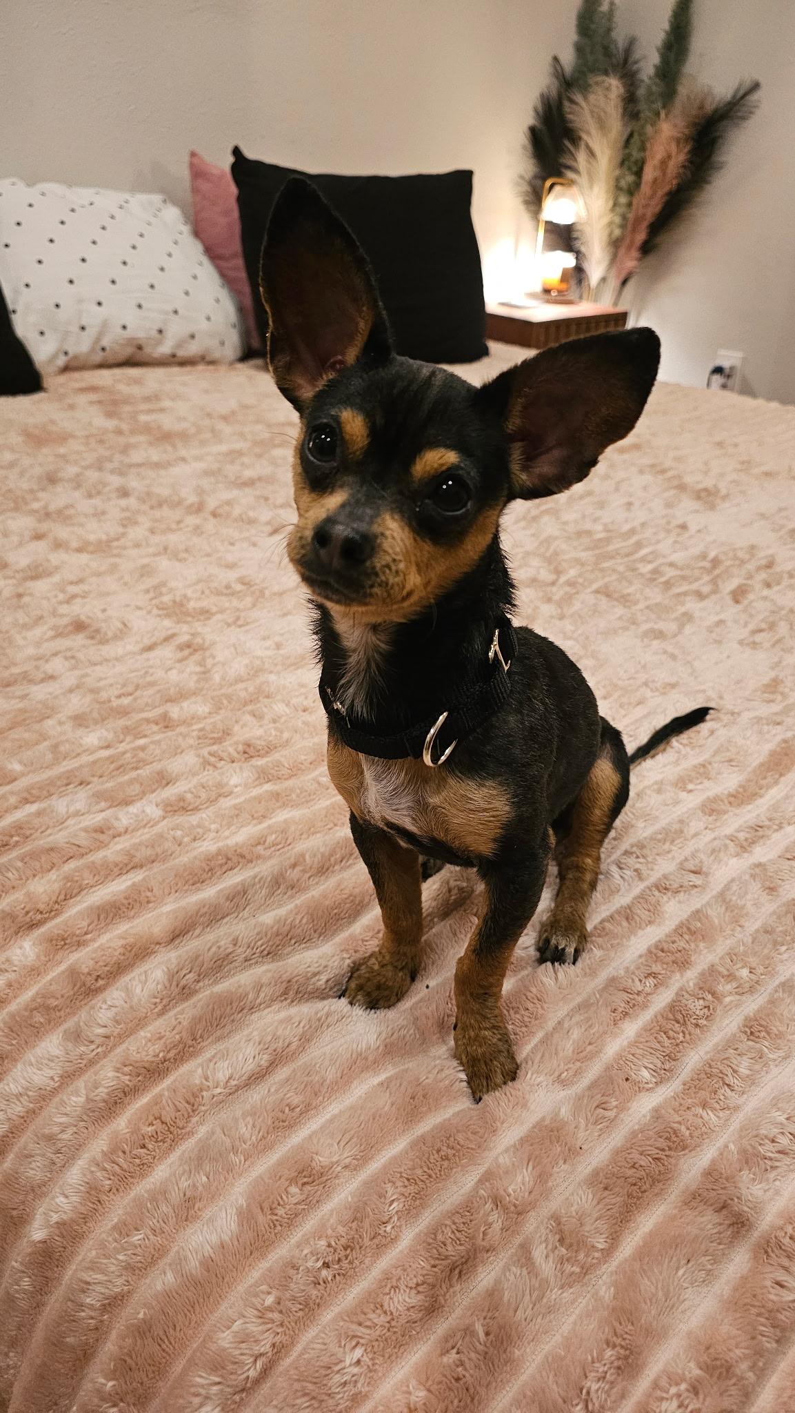 Enlarge Truffle, an adopted Chihuahua in Austin, TX image 2/3