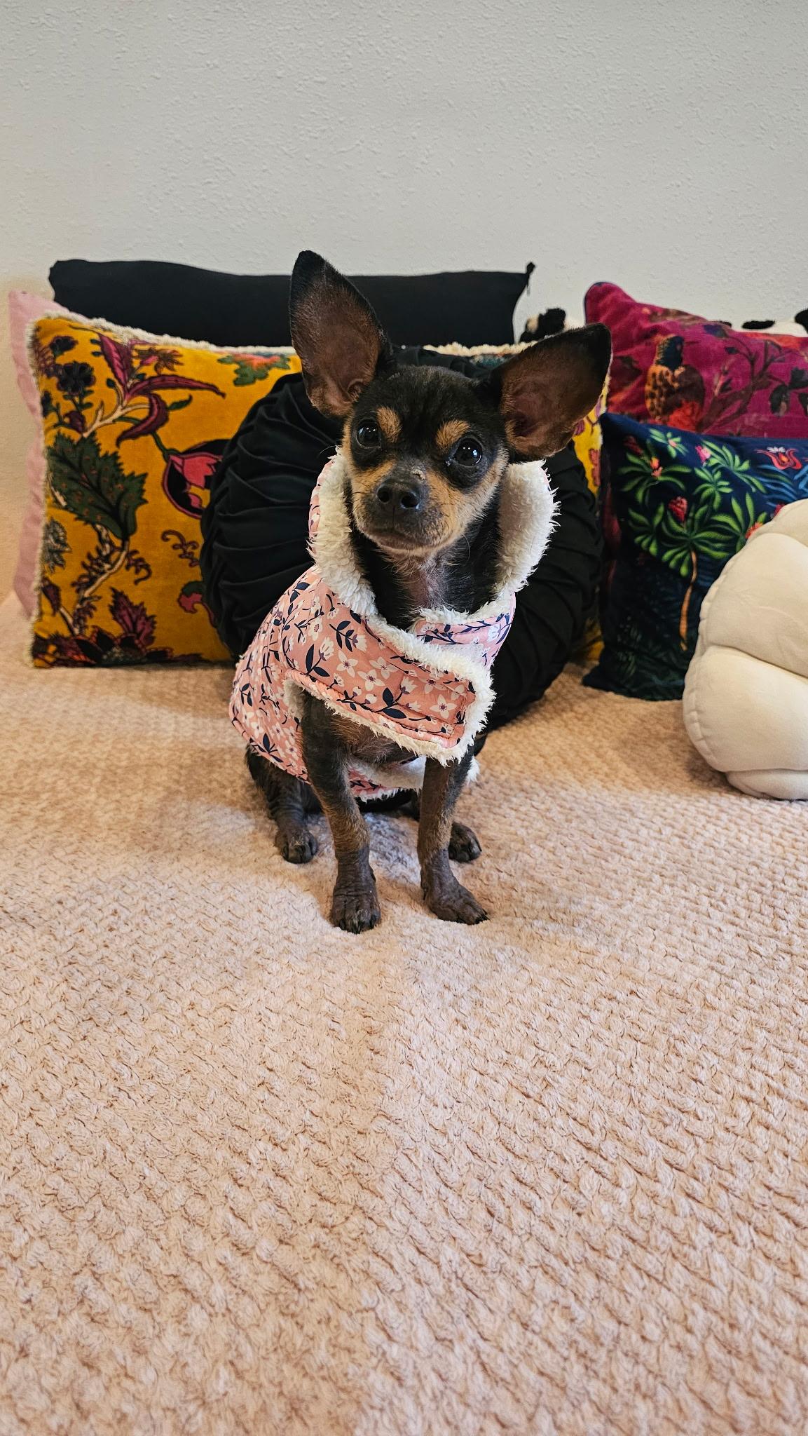 Enlarge Truffle, an adopted Chihuahua in Austin, TX image 3/3