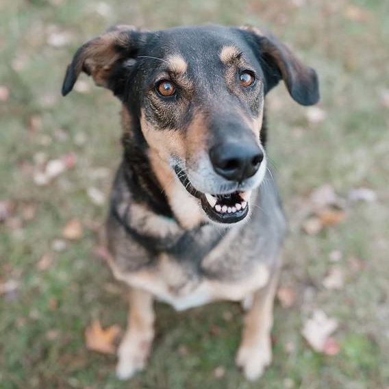 Blaze, ADOPTABLE, Adult Male German Shepherd Dog.