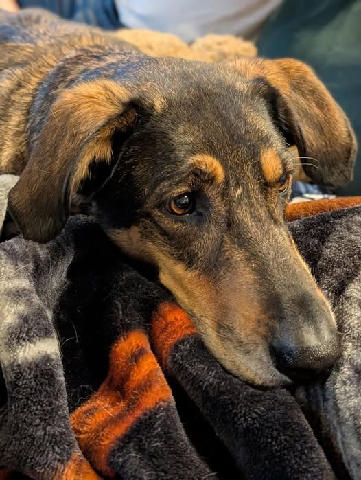 Blaze, an adoptable mixed breed in Ayden, NC image 6/6
