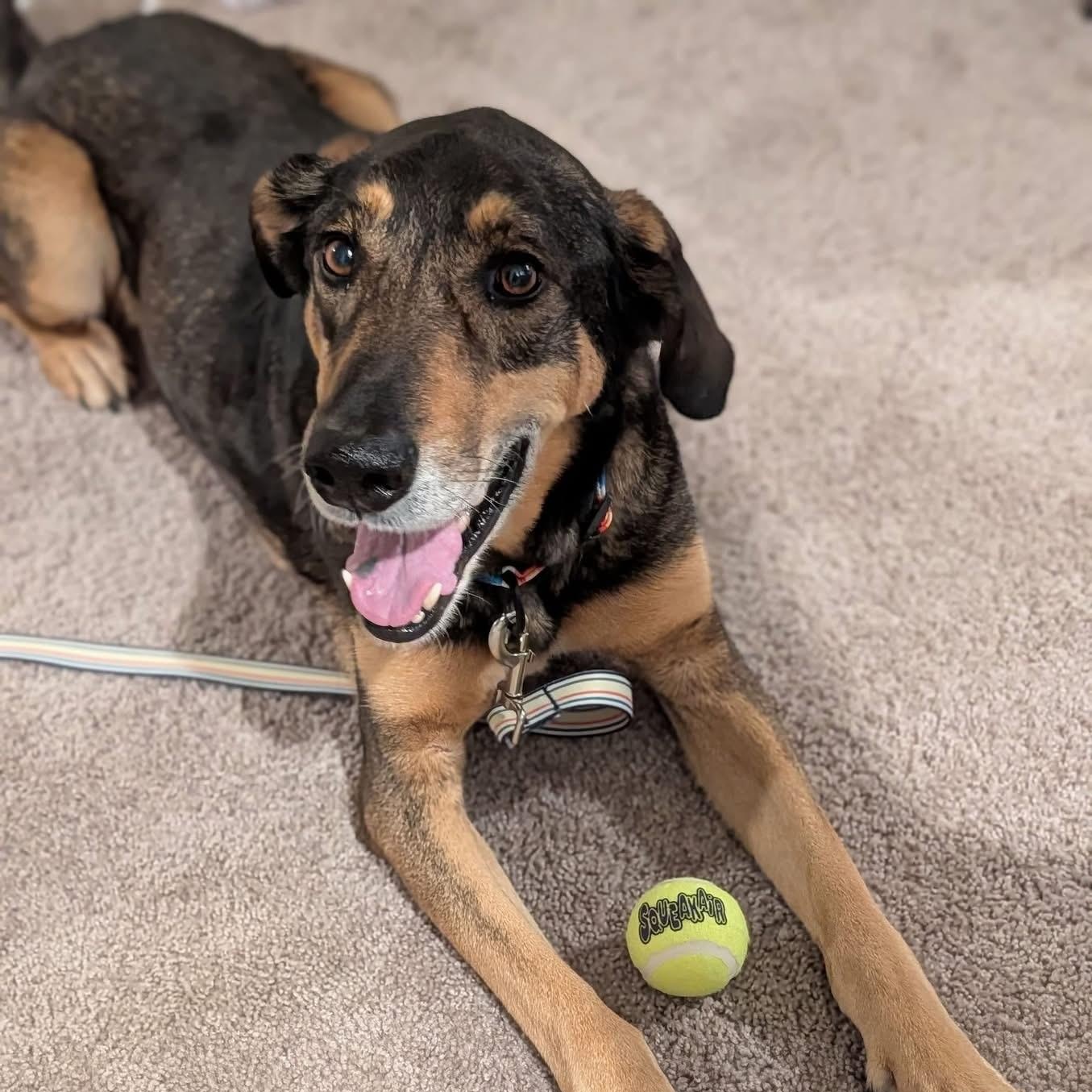 Blaze, adoptable, Adult Male German Shepherd Dog.