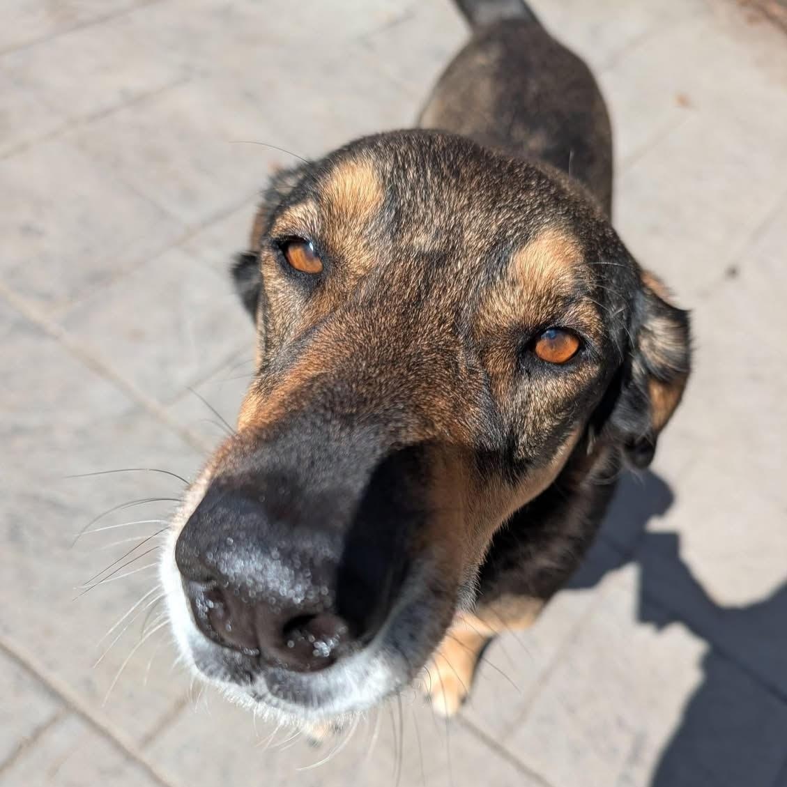 Enlarge Blaze, a ADOPTABLE mixed breed in Ayden, NC image 2/5