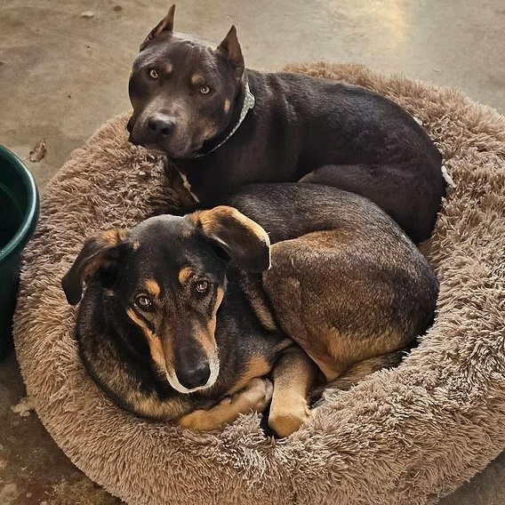 Blaze, a ADOPTABLE mixed breed in Ayden, NC image 2/3