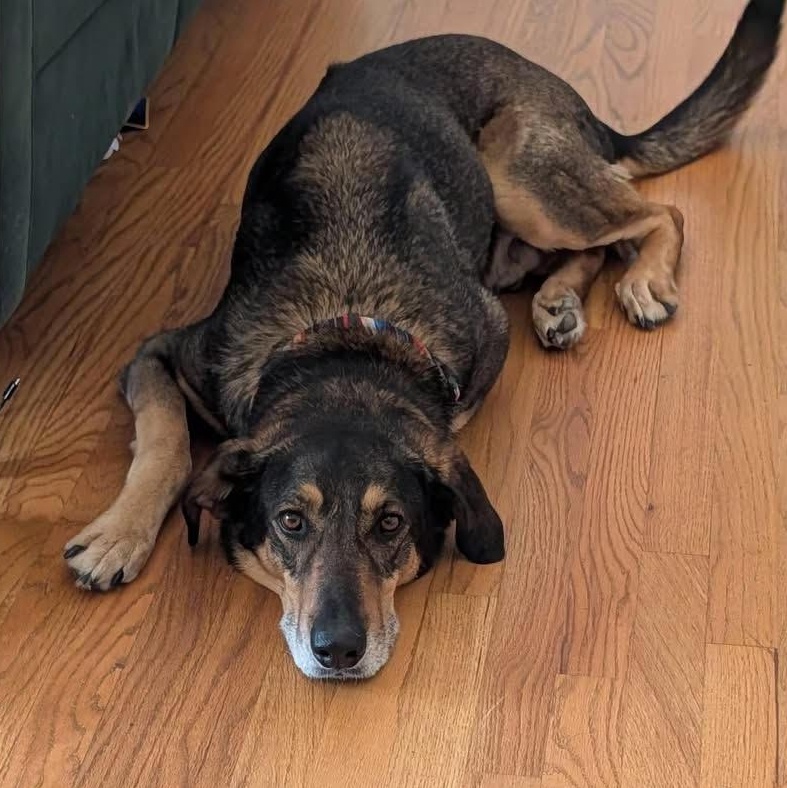 Enlarge Blaze, a ADOPTABLE mixed breed in Ayden, NC image 5/5