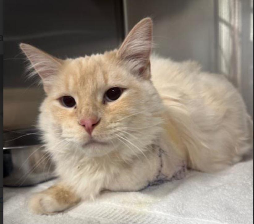 Thumper, a Adopted Domestic Long Hair in San Jose, CA image 1/3