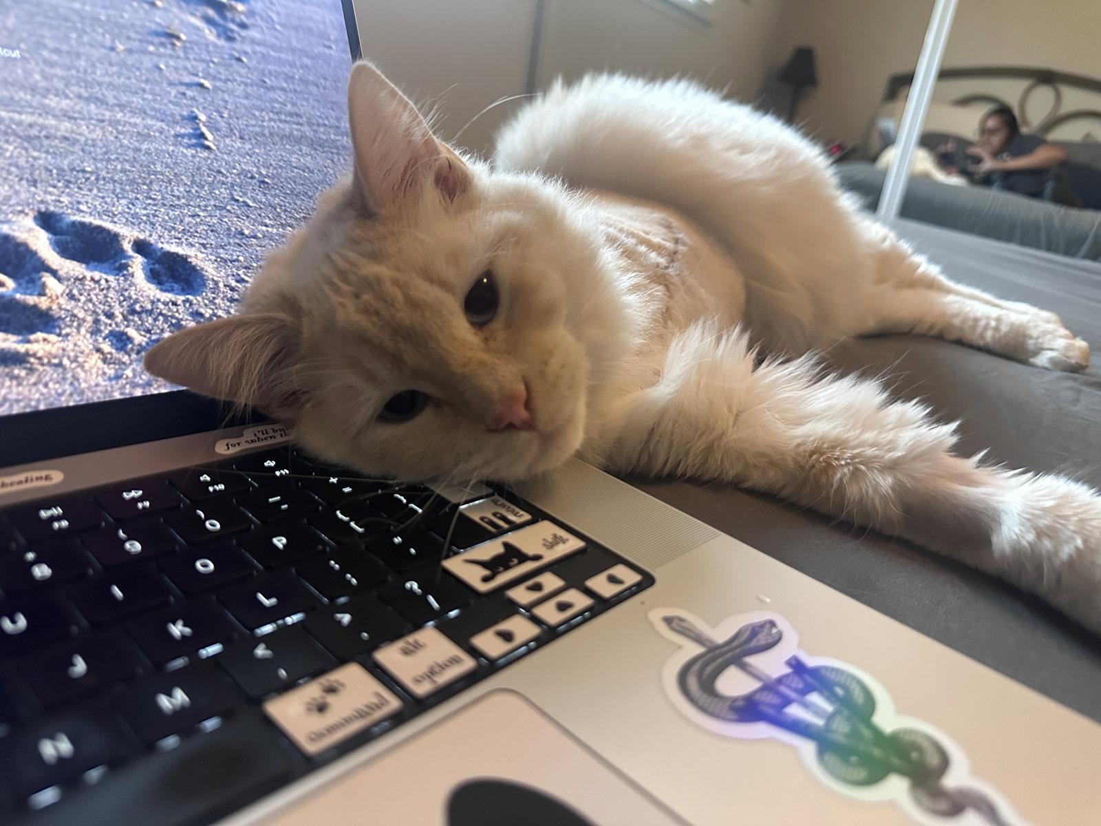 Thumper, a Adopted Domestic Long Hair in San Jose, CA image 2/3