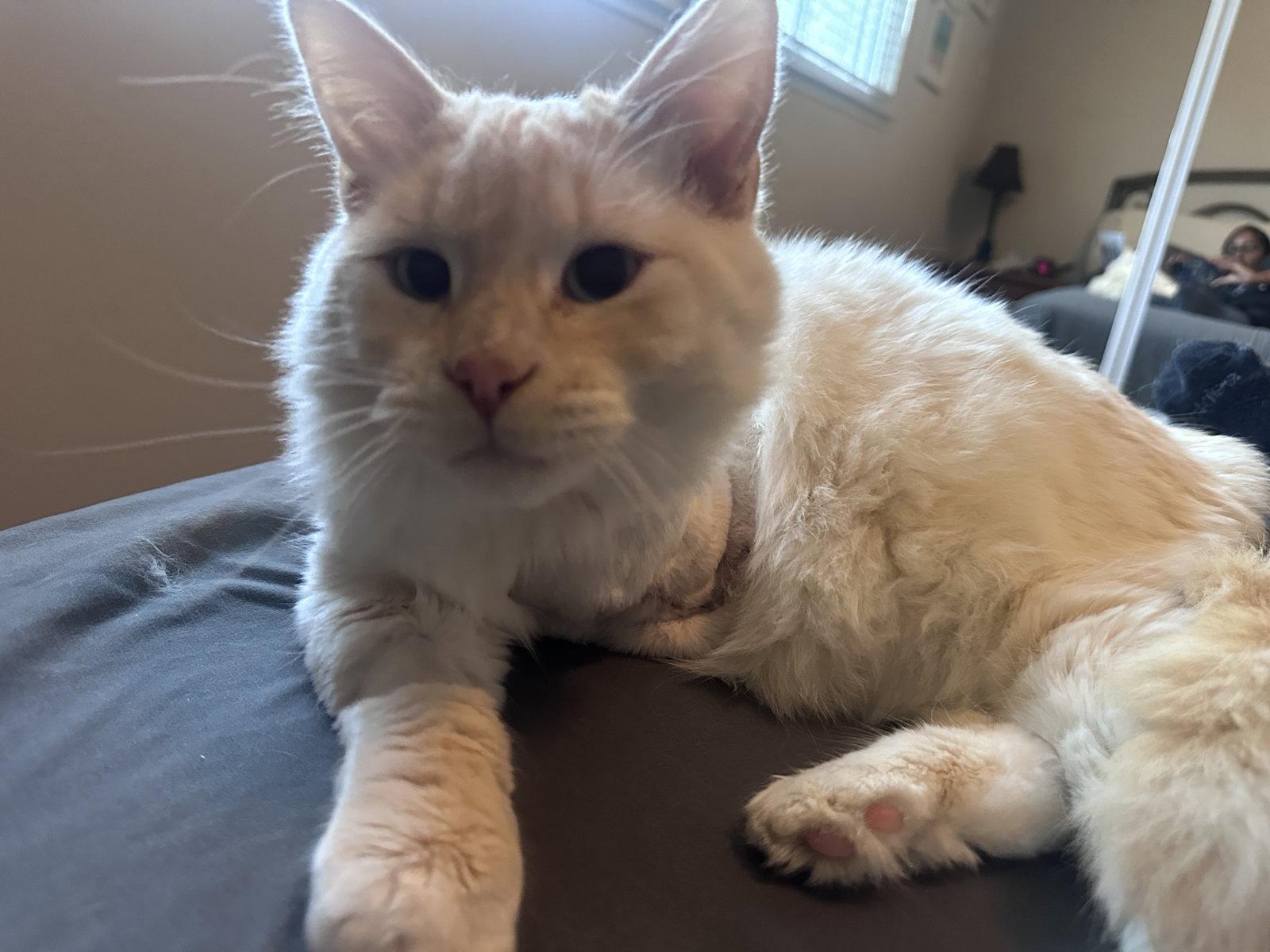 Thumper, a Adopted Domestic Long Hair in San Jose, CA image 3/3