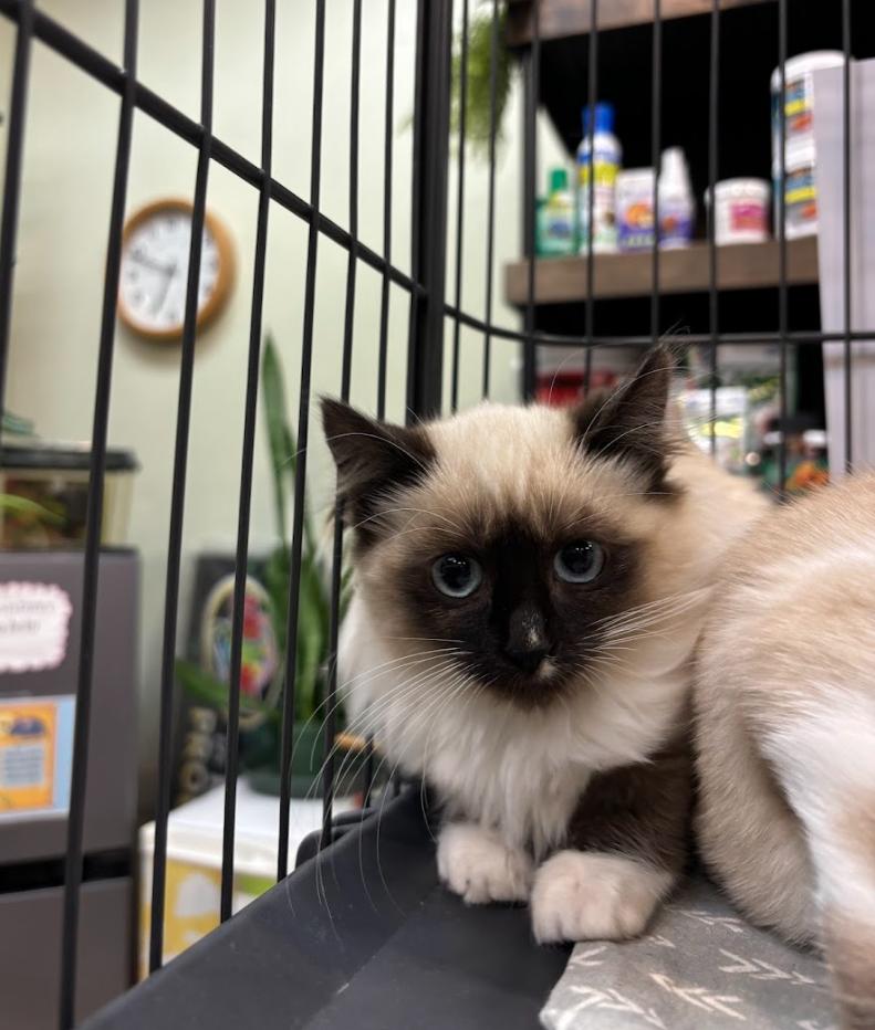 Wilma, Adopted, Young Female Siamese.
