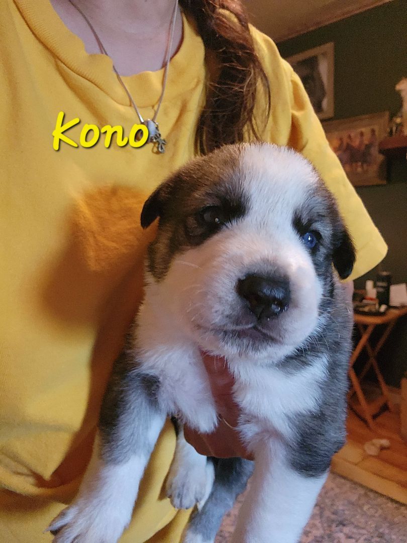 Kono, Adopted, Puppy Female Husky & Dutch Shepherd.