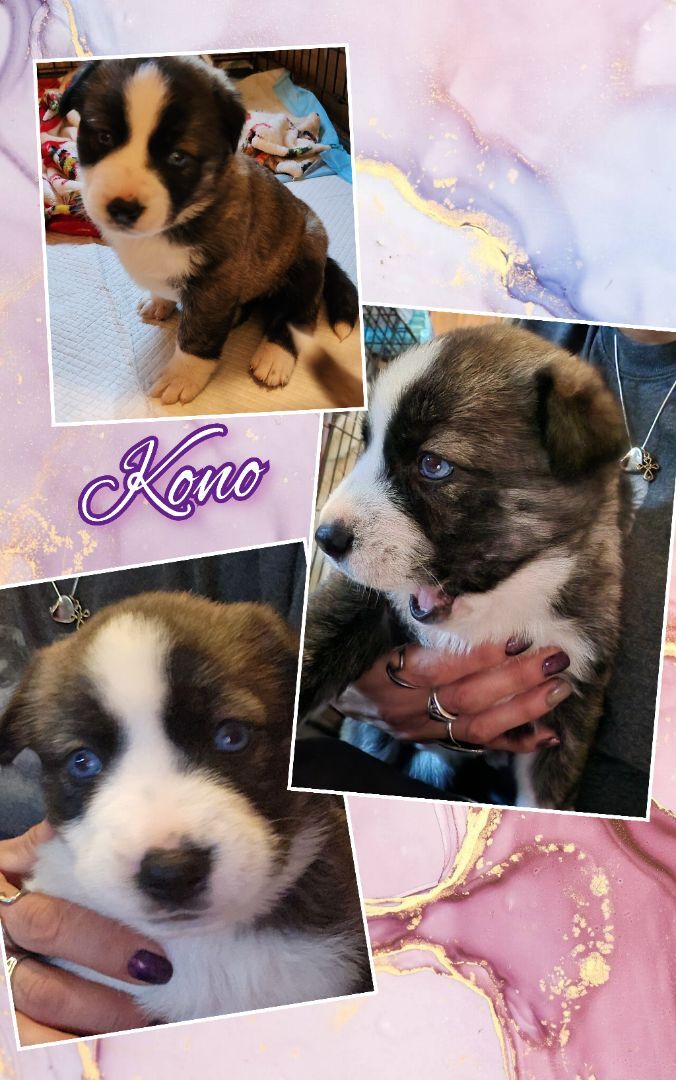 Kono, a Adopted mixed breed in Stuart, VA image 2/10