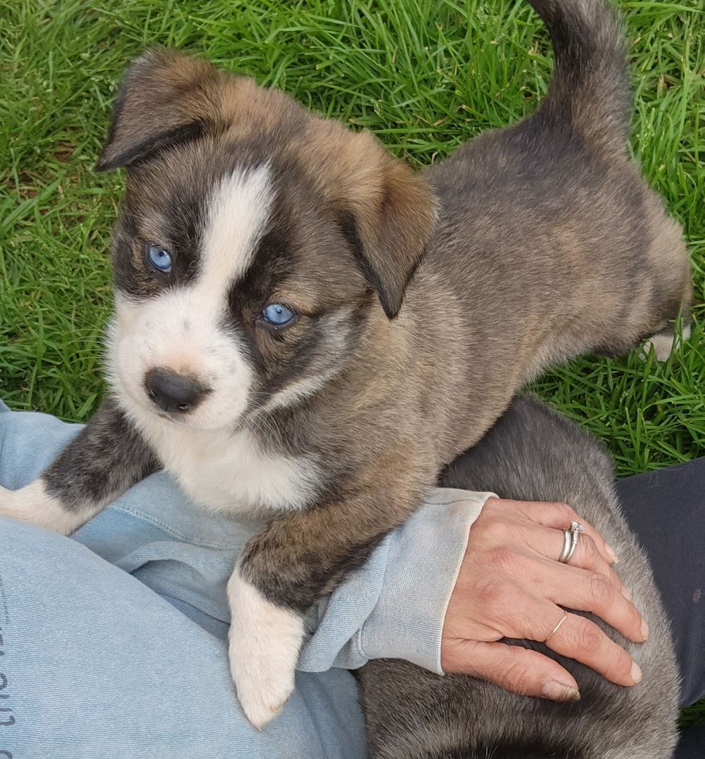 Kono, a Adopted mixed breed in Stuart, VA image 4/10