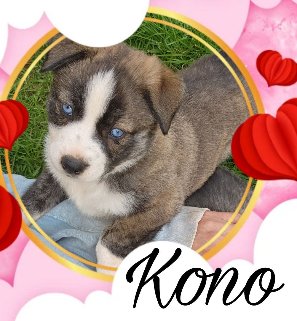 Kono, a Adopted mixed breed in Stuart, VA image 5/10
