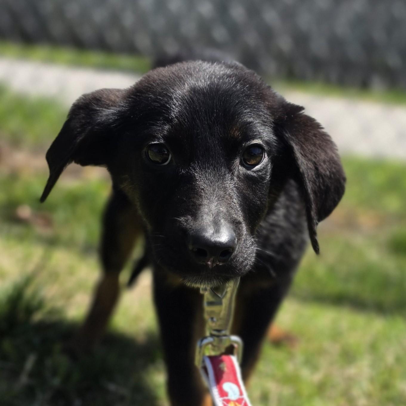 Enlarge Scuffle, a Adoptable mixed breed in Lowell, AR image 6/6