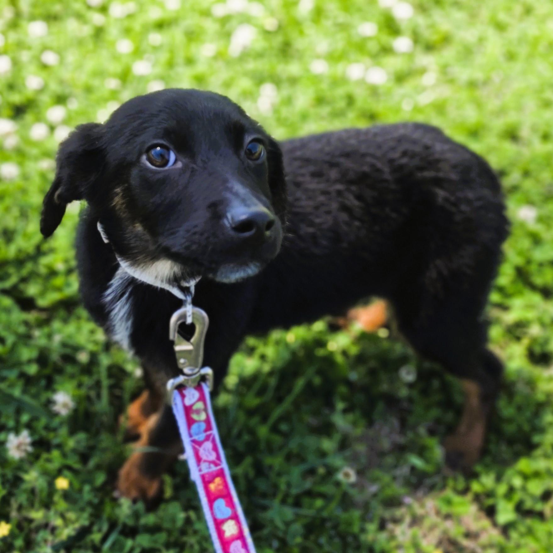 Enlarge Scuffle, a Adoptable mixed breed in Lowell, AR image 3/6