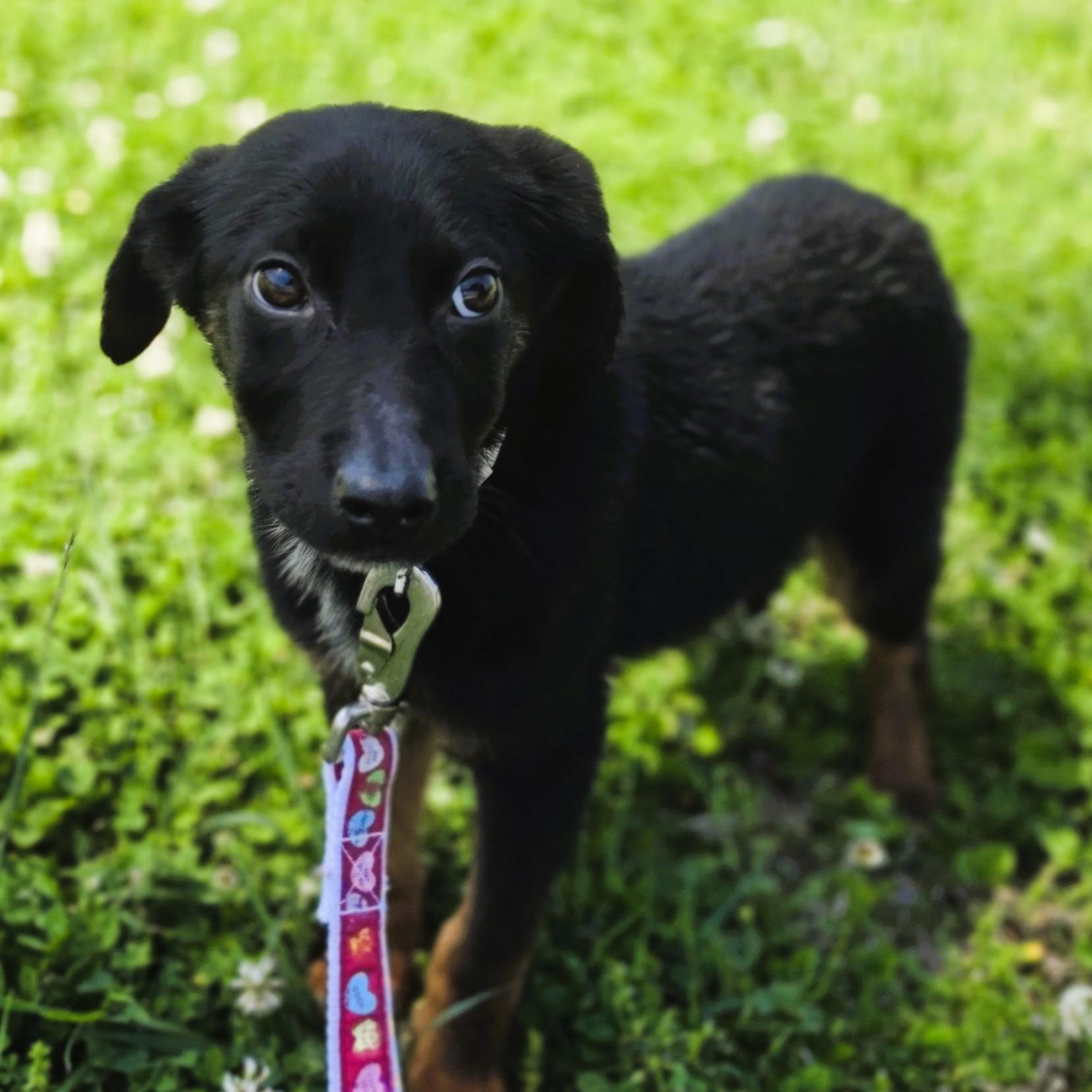 Enlarge Scuffle, a Adoptable mixed breed in Lowell, AR image 5/6