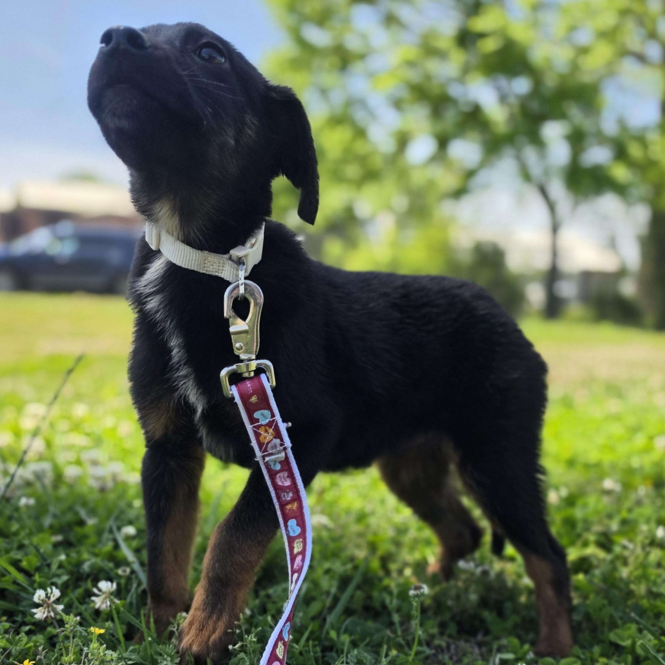 Enlarge Scuffle, a Adoptable mixed breed in Lowell, AR image 2/6