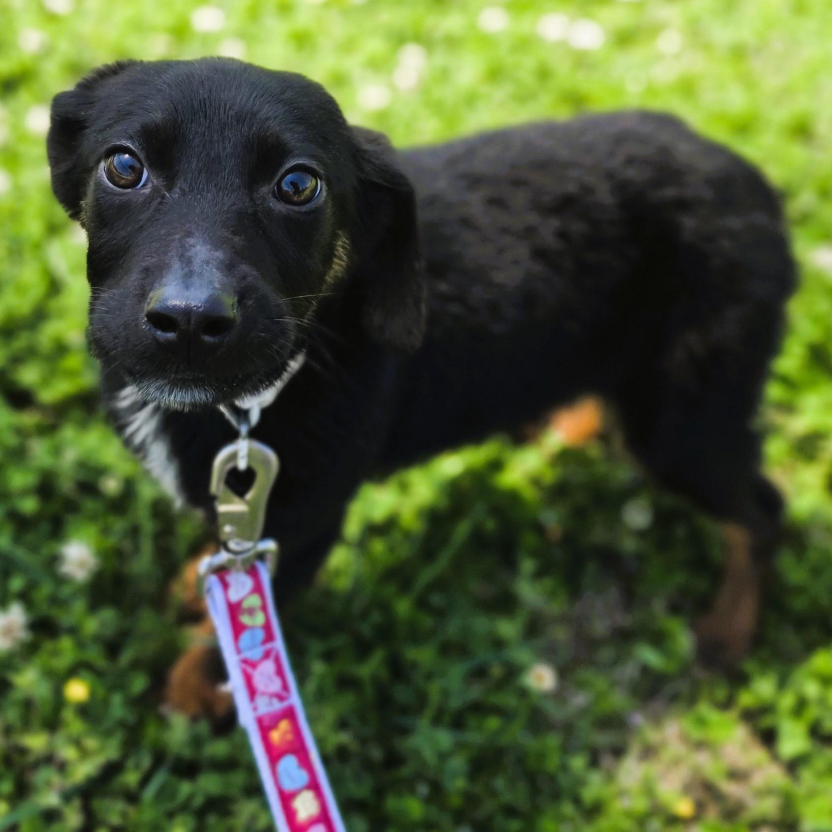 Scuffle, Adoptable, Puppy Male German Shepherd Dog.