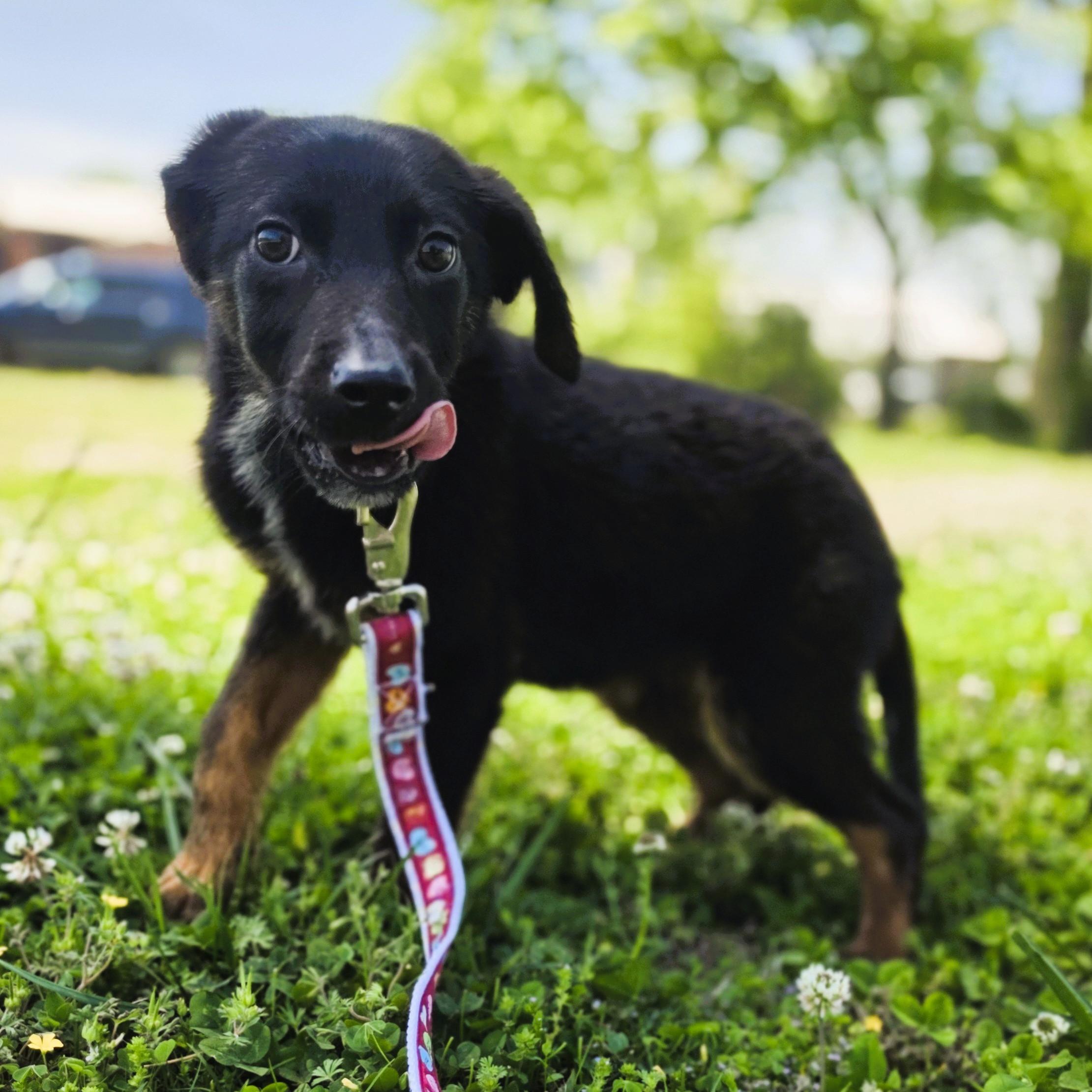 Enlarge Scuffle, a Adoptable mixed breed in Lowell, AR image 4/6