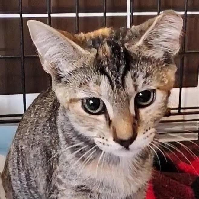 Bonnie, Adoptable, Young Female Domestic Short Hair.