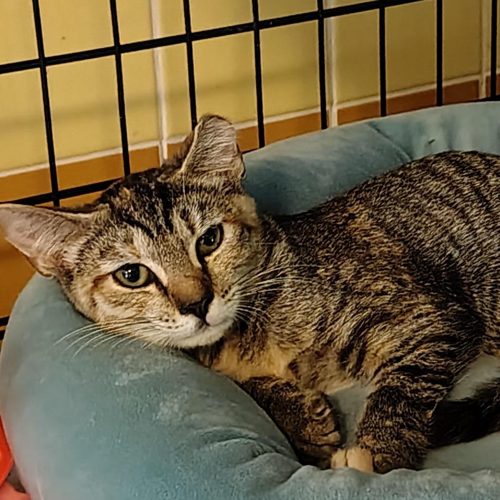 Enlarge Bonnie, a Adoptable Domestic Short Hair in Titusville, FL image 2/2