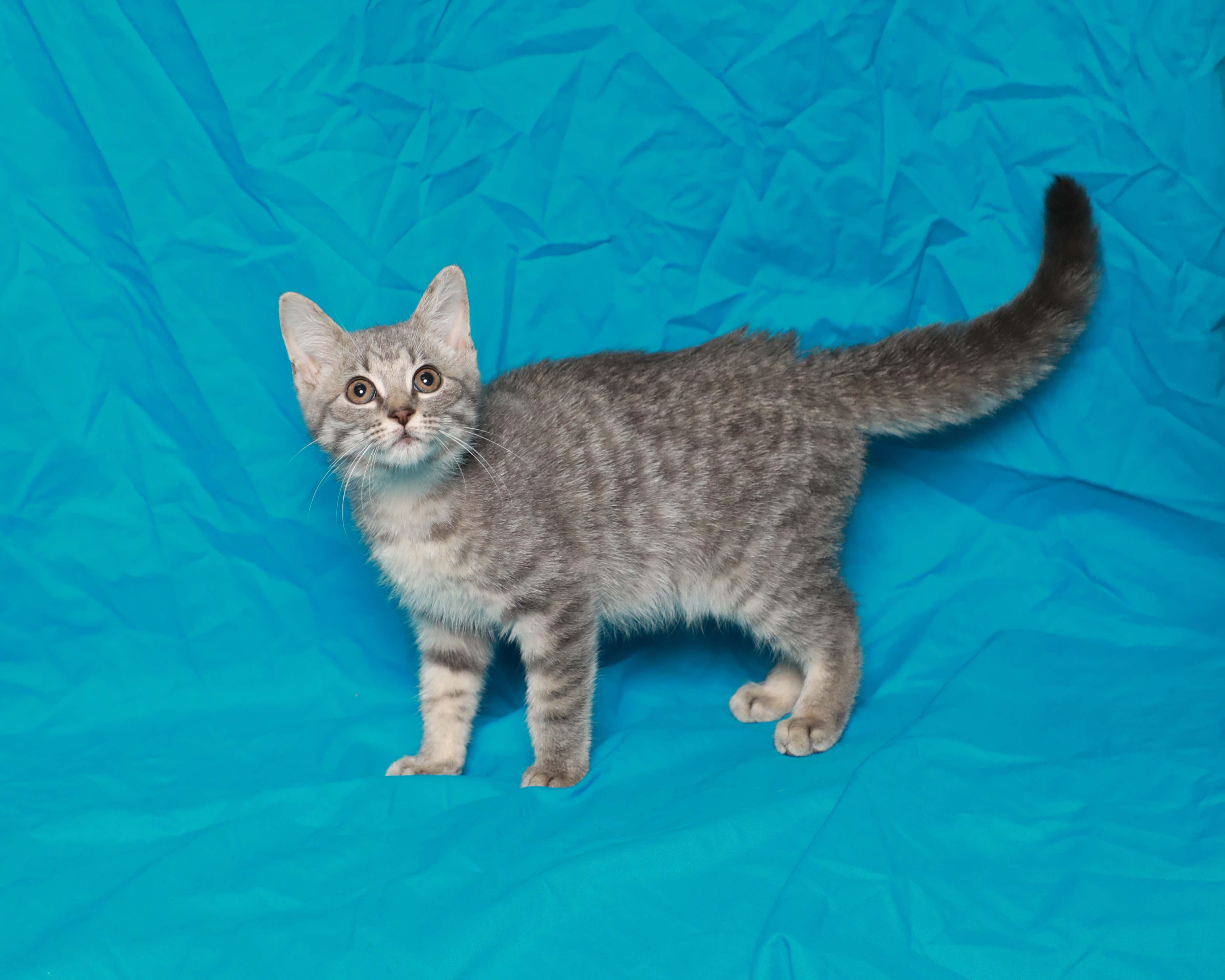 Ember photo