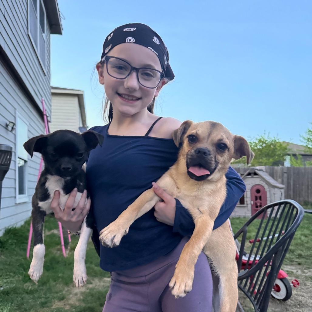 Valkyrie, Adoptable, Young Female Chihuahua & Pug.