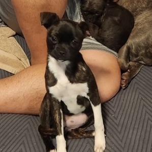 Valkyrie, Adoptable, Young Female Pug & Chihuahua.
