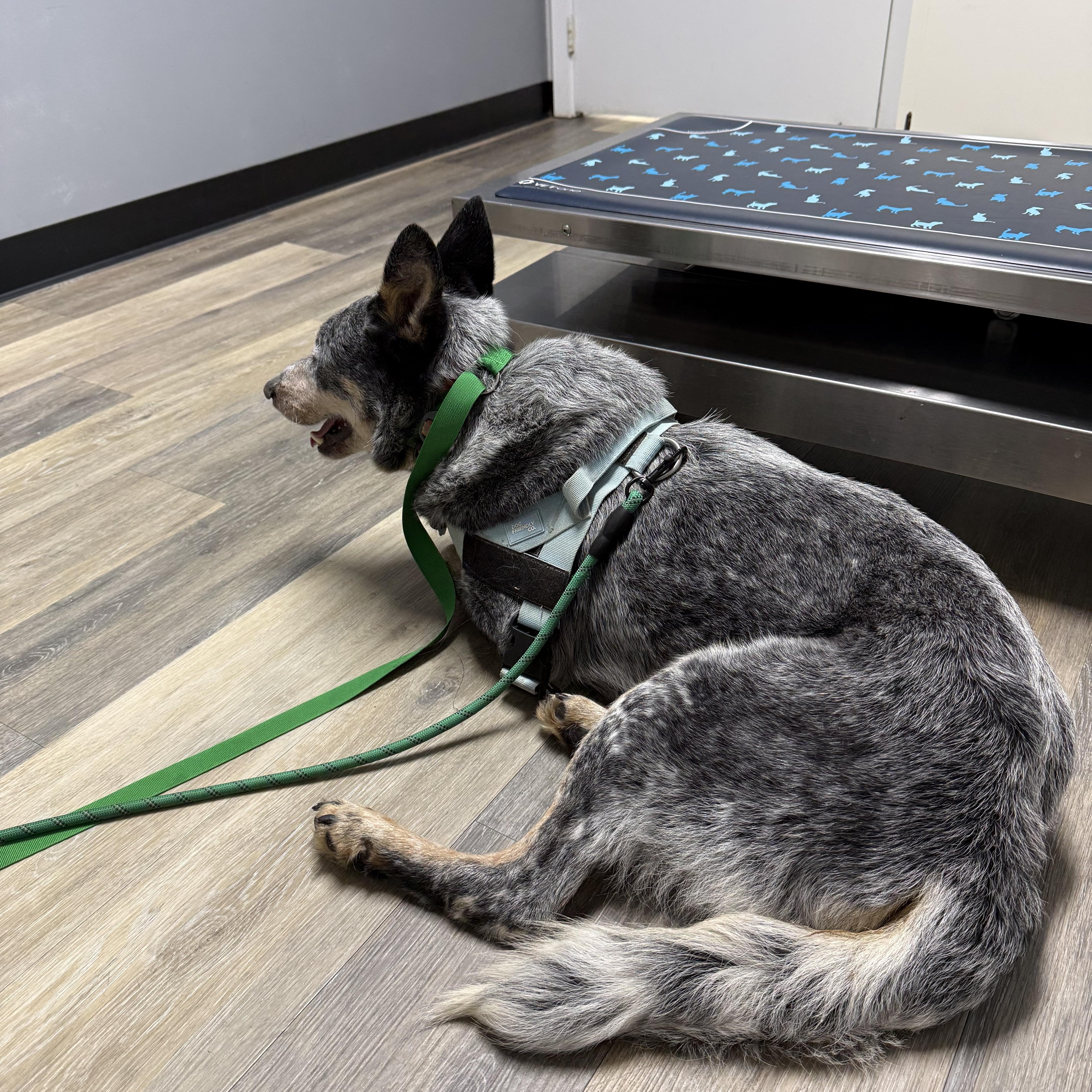 Enlarge Slade, a ADOPTABLE Australian Cattle Dog / Blue Heeler in Folkston, GA image 2/2