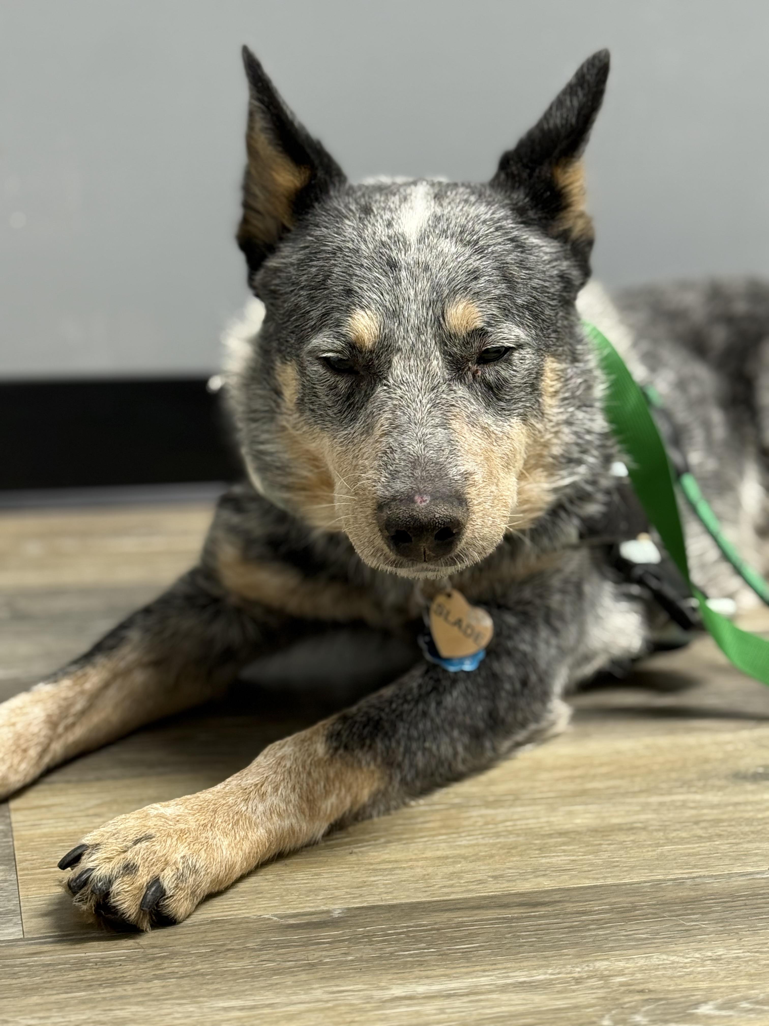 Slade, ADOPTABLE, Young Male Australian Cattle Dog / Blue Heeler.