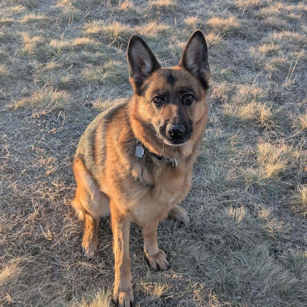 Enlarge Rae, a Adoptable German Shepherd Dog in Lakewood, CO image 1/3