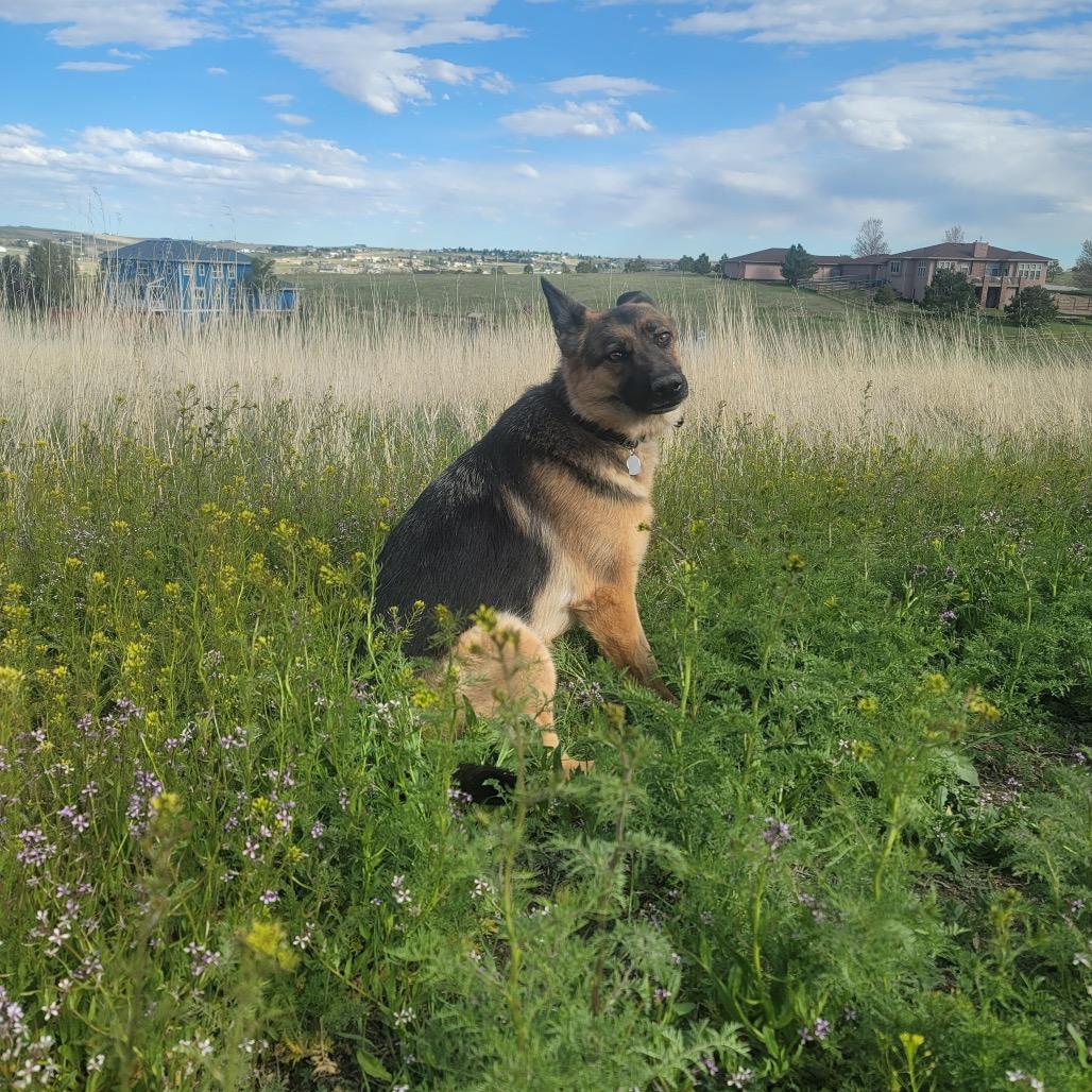 Enlarge Rae, a Adoptable German Shepherd Dog in Lakewood, CO image 2/3