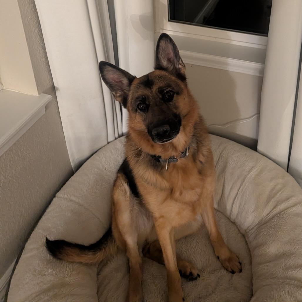 Enlarge Rae, a Adoptable German Shepherd Dog in Lakewood, CO image 3/3