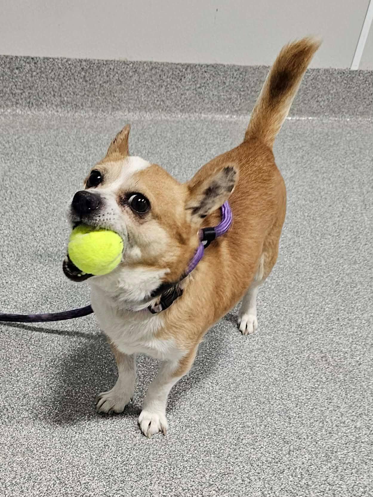 Goofy, ADOPTABLE, Senior Male Chihuahua.