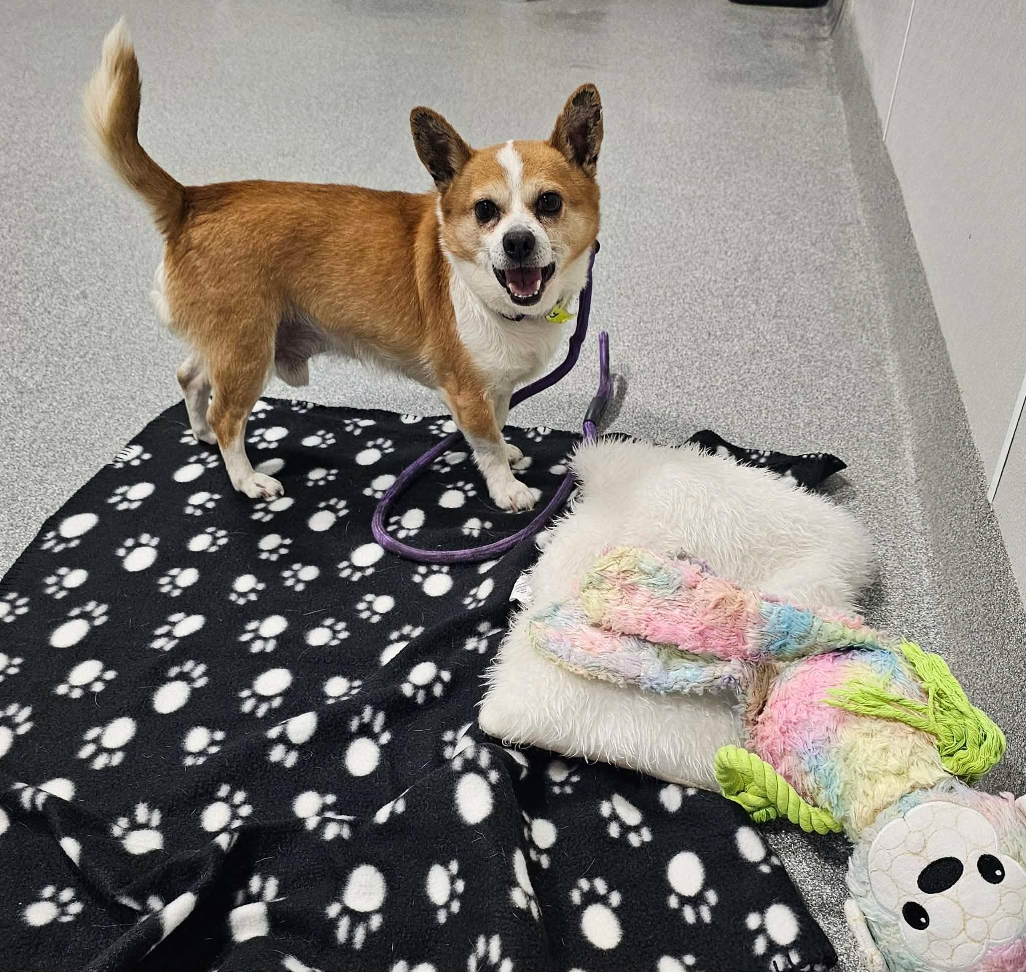 Enlarge Goofy, a ADOPTABLE mixed breed in Minooka, IL image 3/4