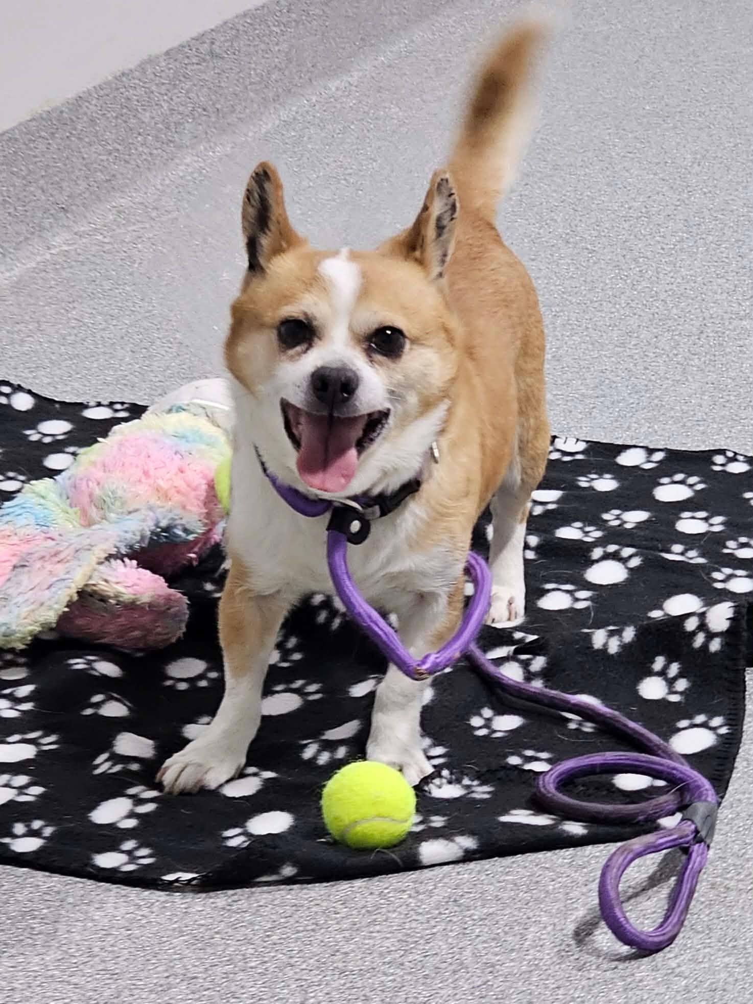 Enlarge Goofy, a ADOPTABLE mixed breed in Minooka, IL image 2/4