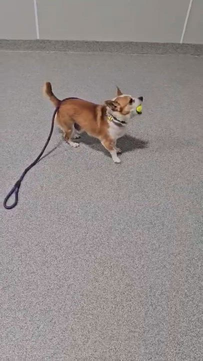 Enlarge Goofy, a ADOPTABLE mixed breed in Minooka, IL video 4/4