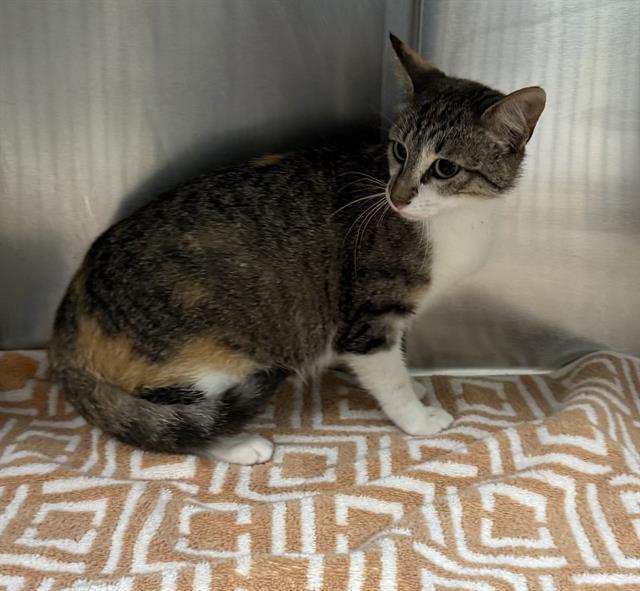 Enlarge A177830, a Adoptable Domestic Medium Hair in Pasadena, TX image 1/1