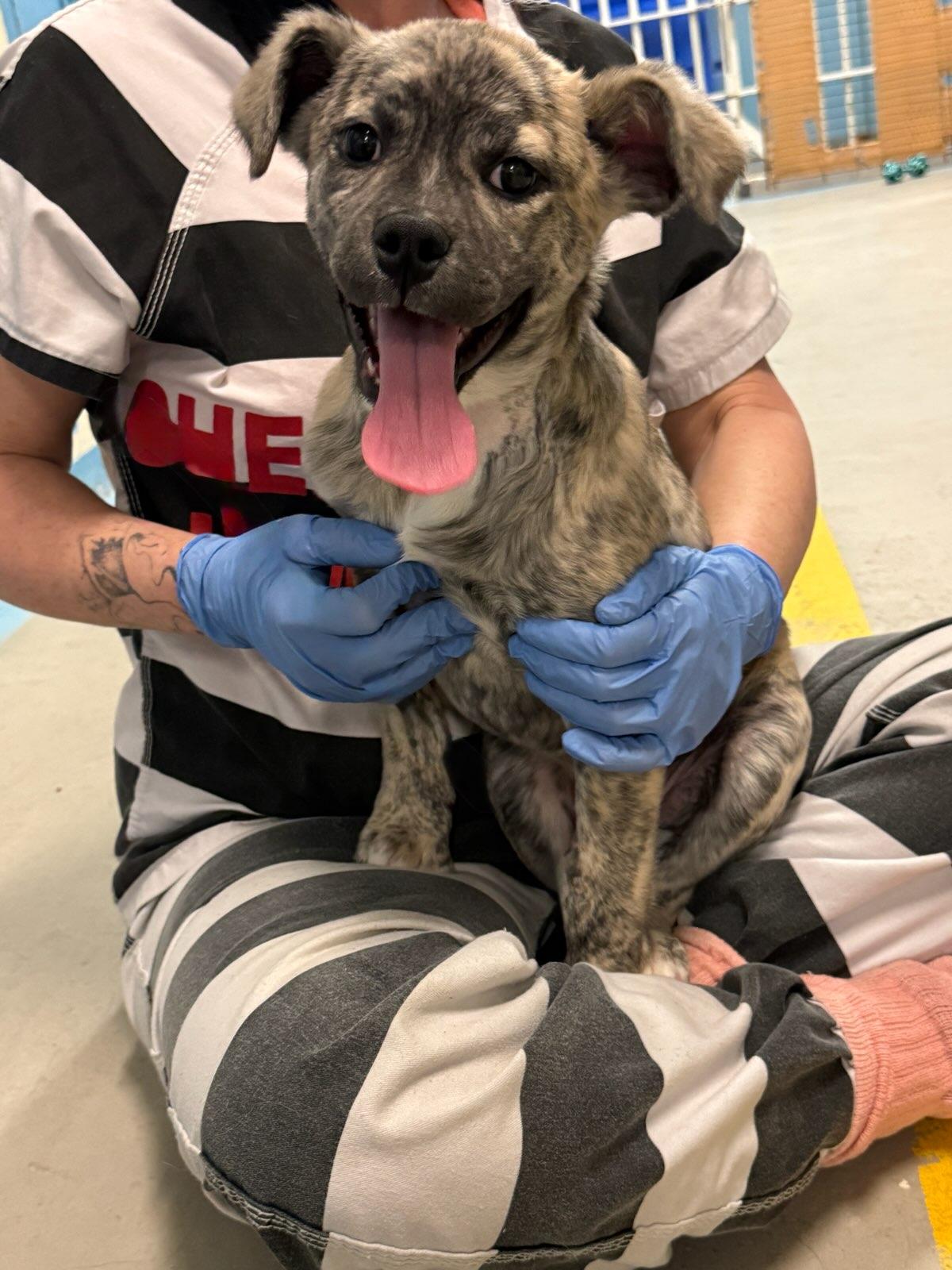 Cole 4375H, adopted, Puppy Male Mixed Breed.