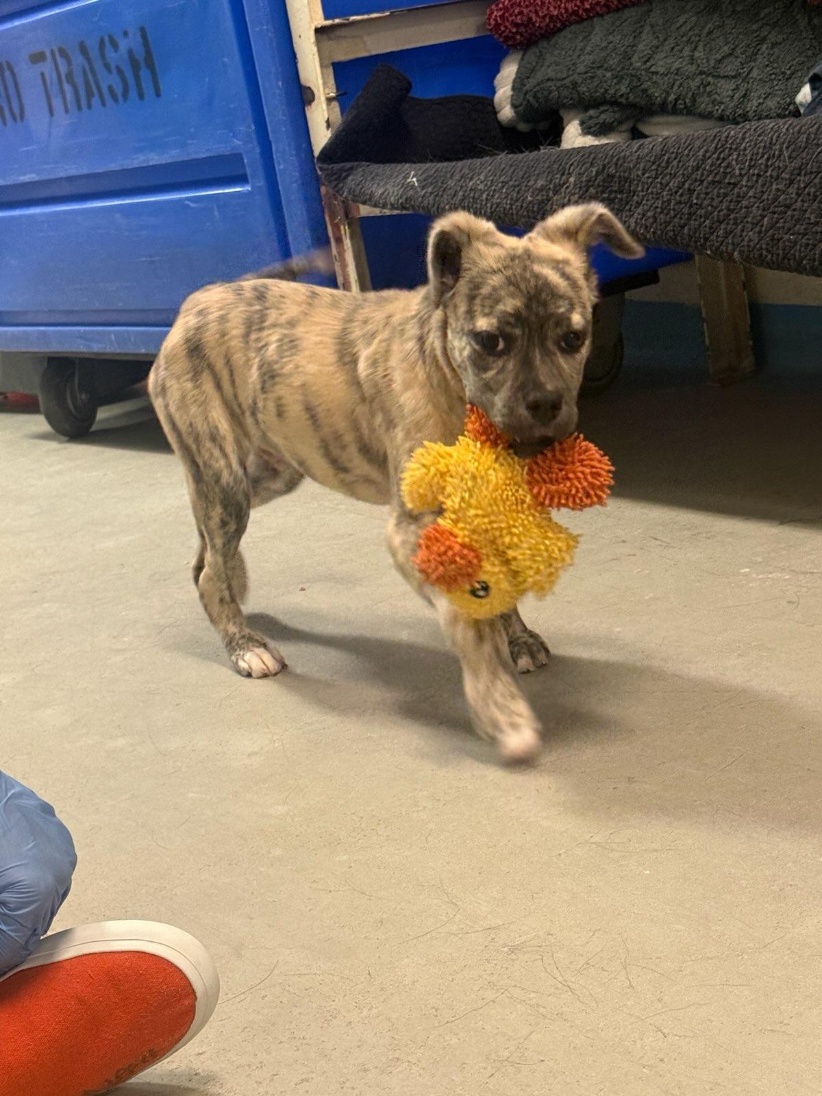 Enlarge Cole 4375H, an adopted mixed breed in Phoenix, AZ image 2/3