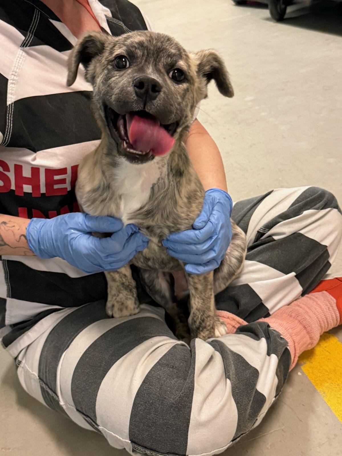 Enlarge Cole 4375H, an adopted mixed breed in Phoenix, AZ image 3/3