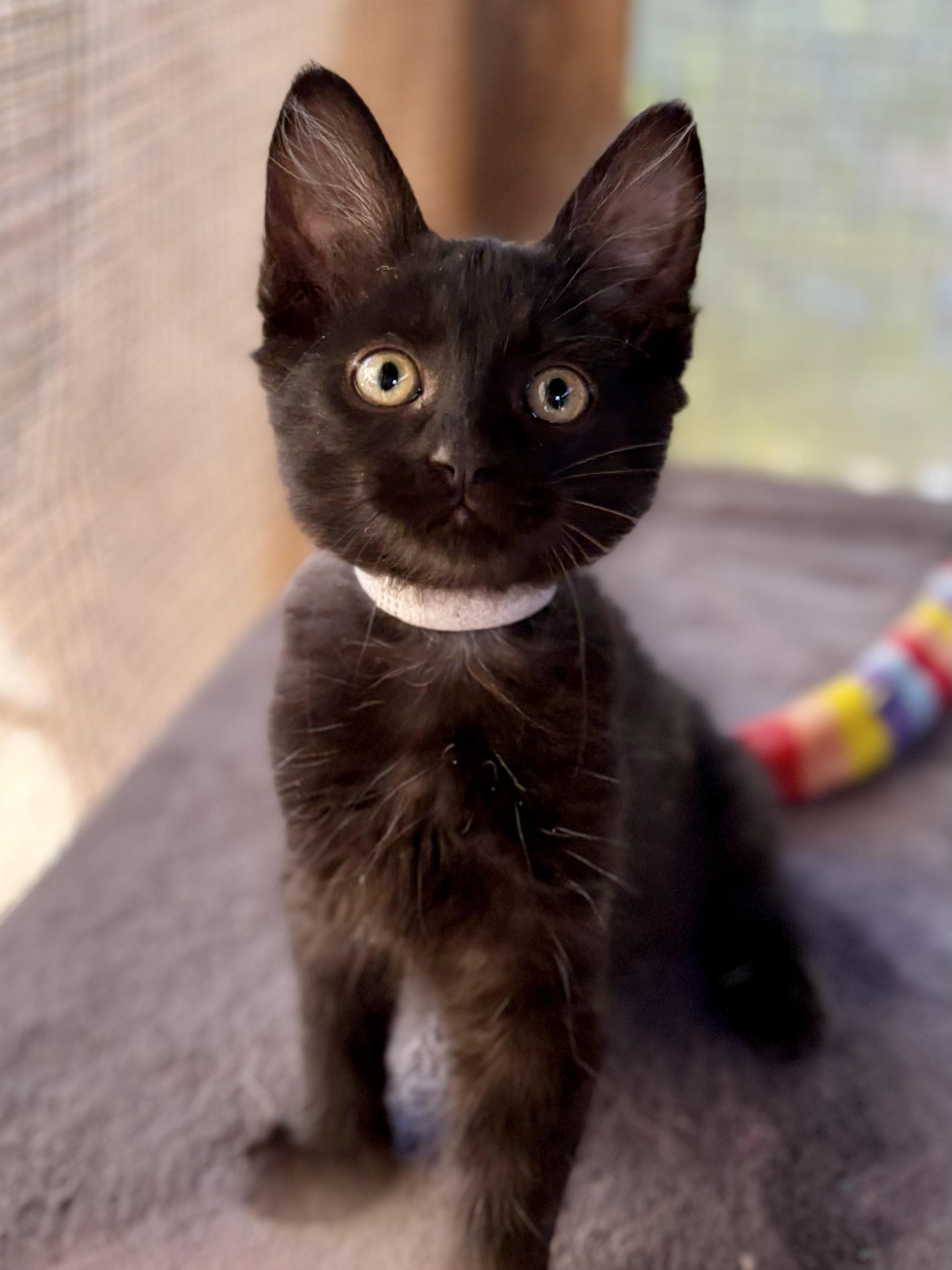 Enlarge Neblina, a Adoptable Domestic Short Hair in Oracle, AZ image 3/3