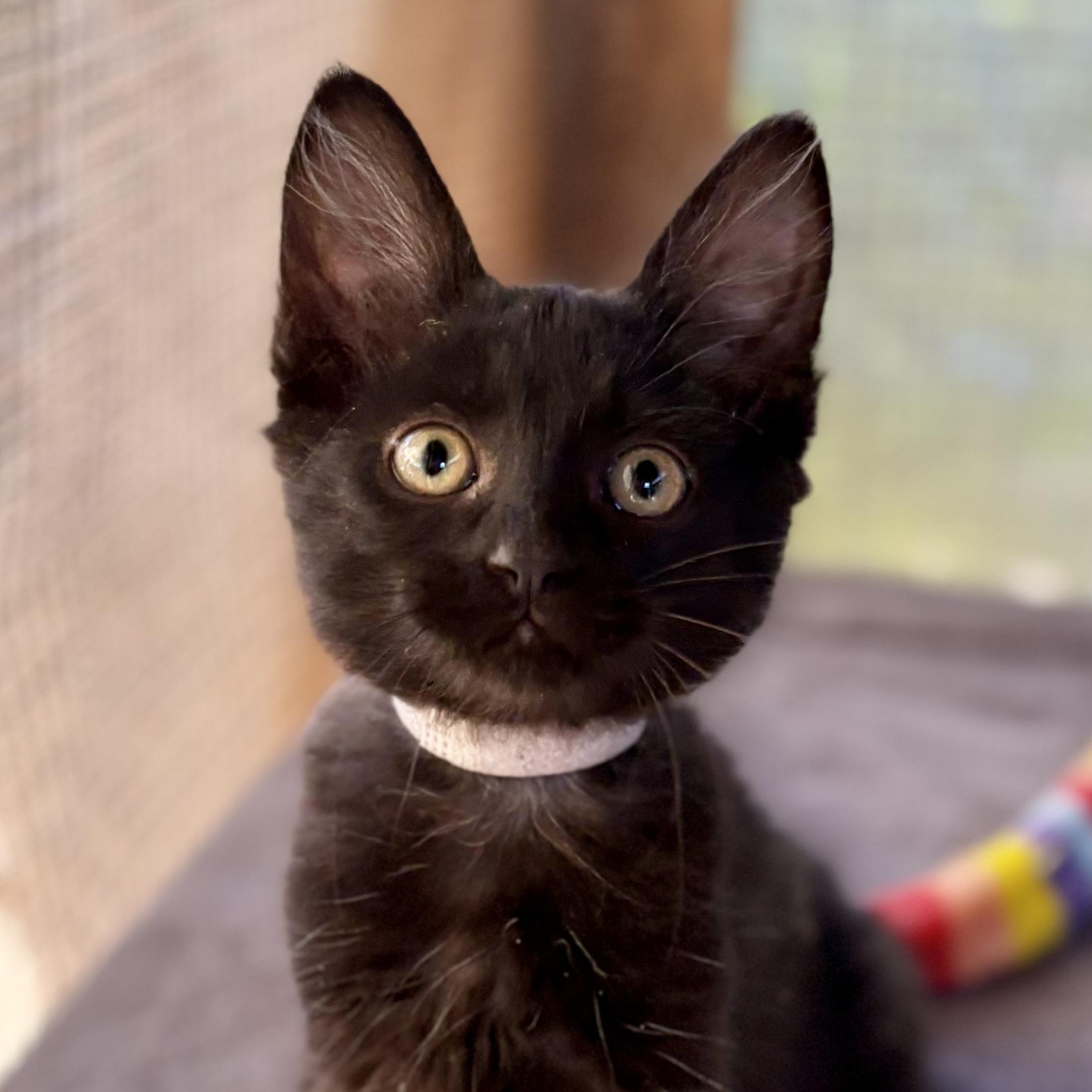 Neblina, Adoptable, Young Male Domestic Short Hair.