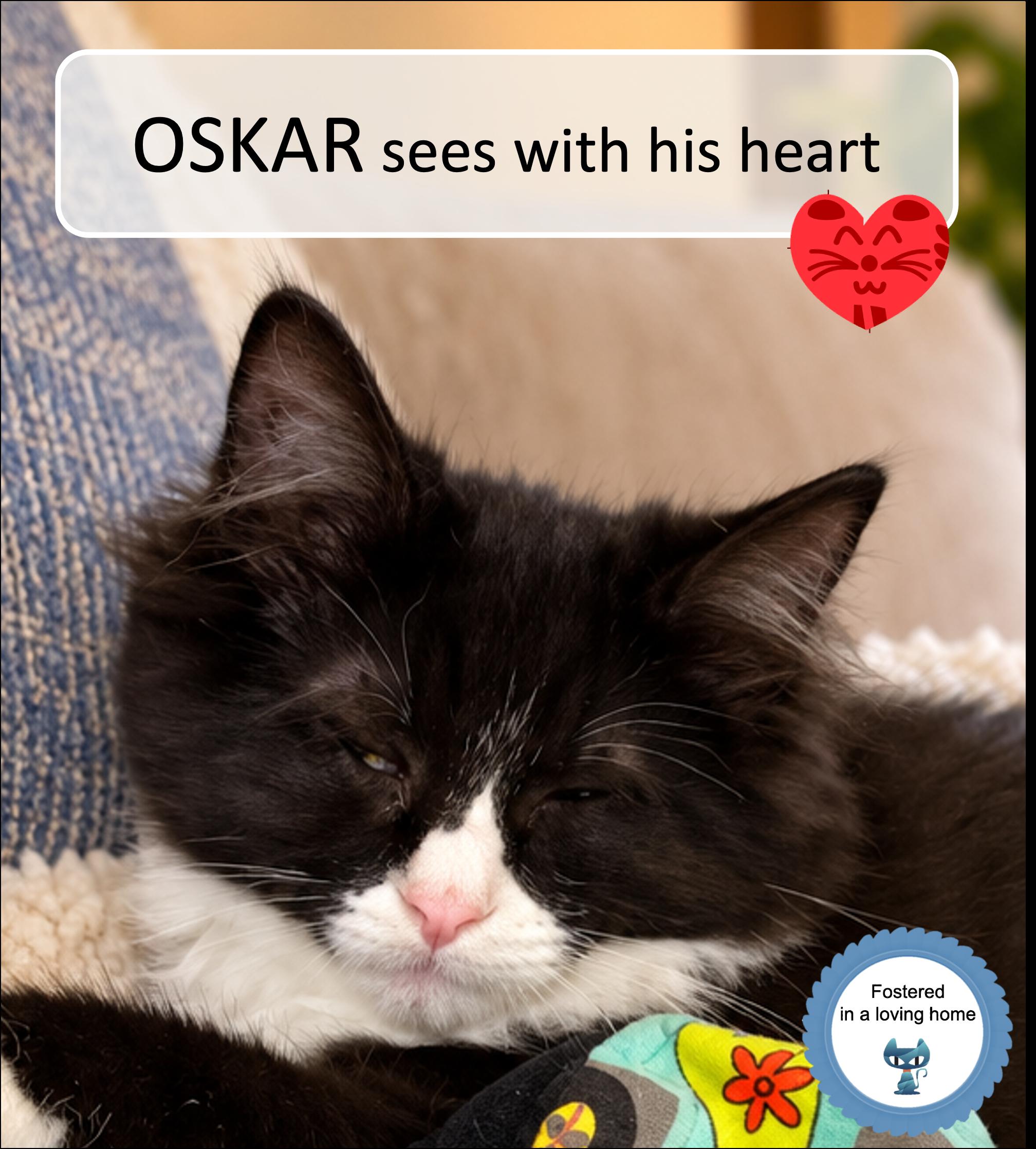 Enlarge Oskar, a Adoptable Domestic Short Hair in Cincinnati, OH image 1/2
