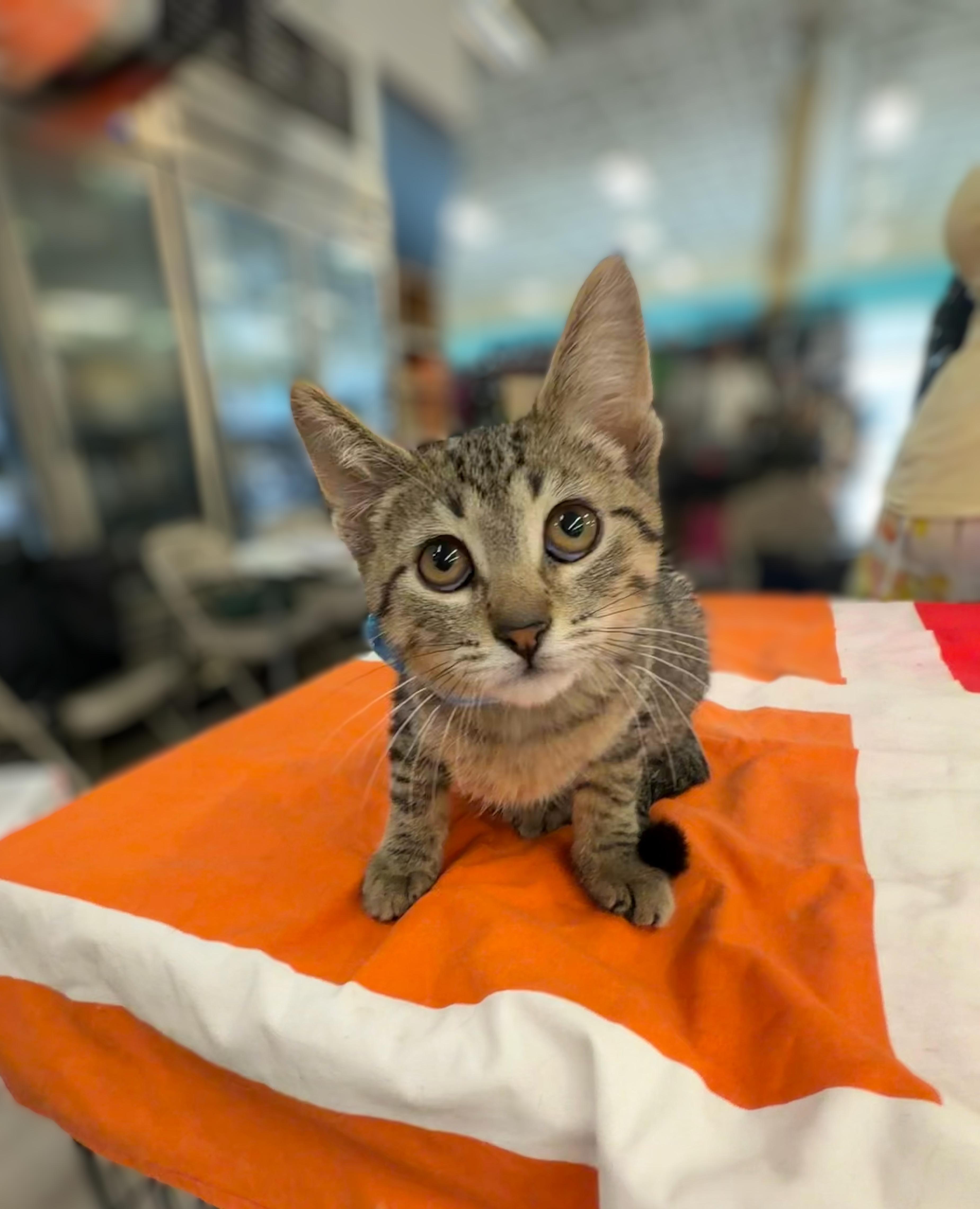 Enlarge Benson, a Adoptable Domestic Short Hair in Syosset, NY image 2/6