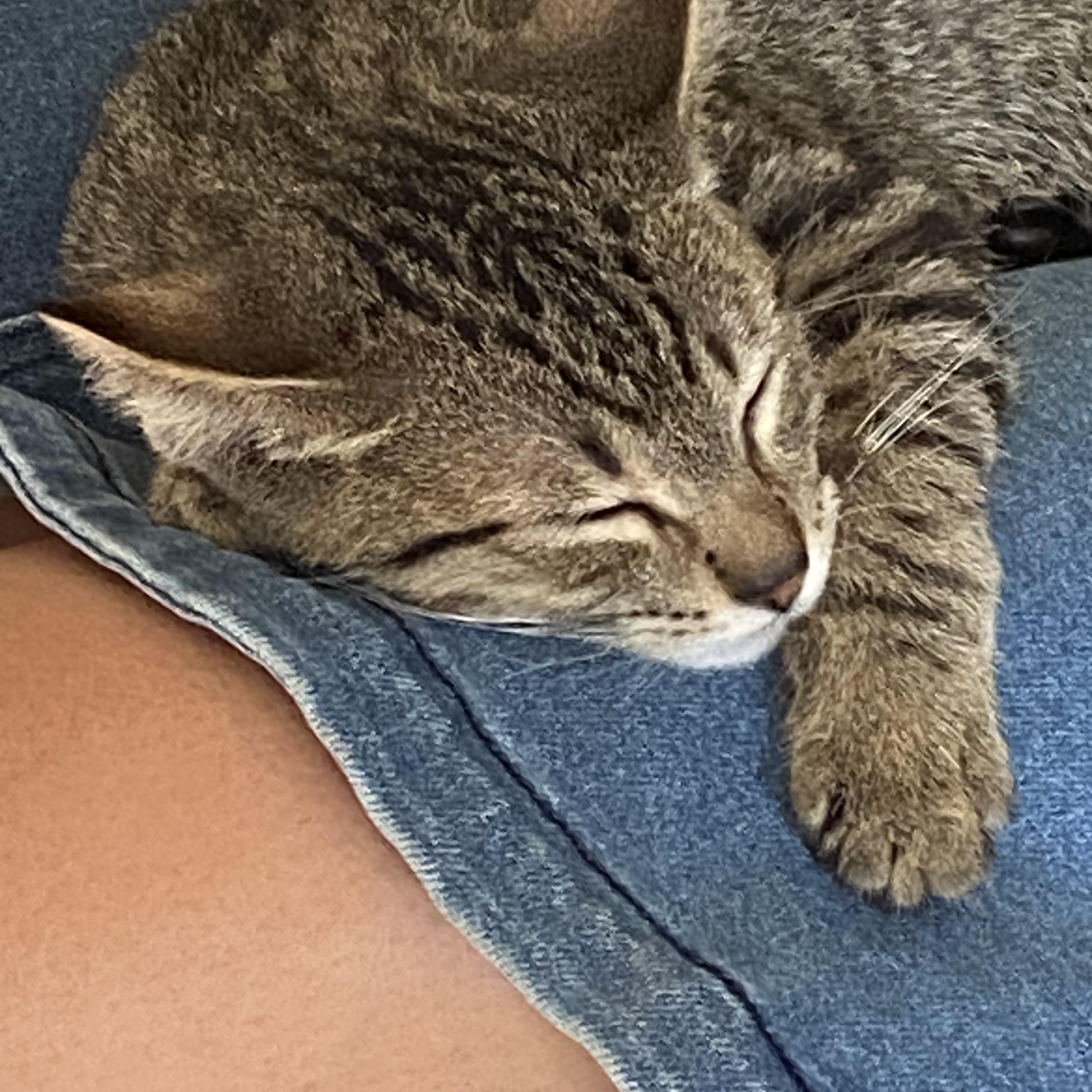Enlarge Benson, a Adoptable Domestic Short Hair in Syosset, NY image 3/6