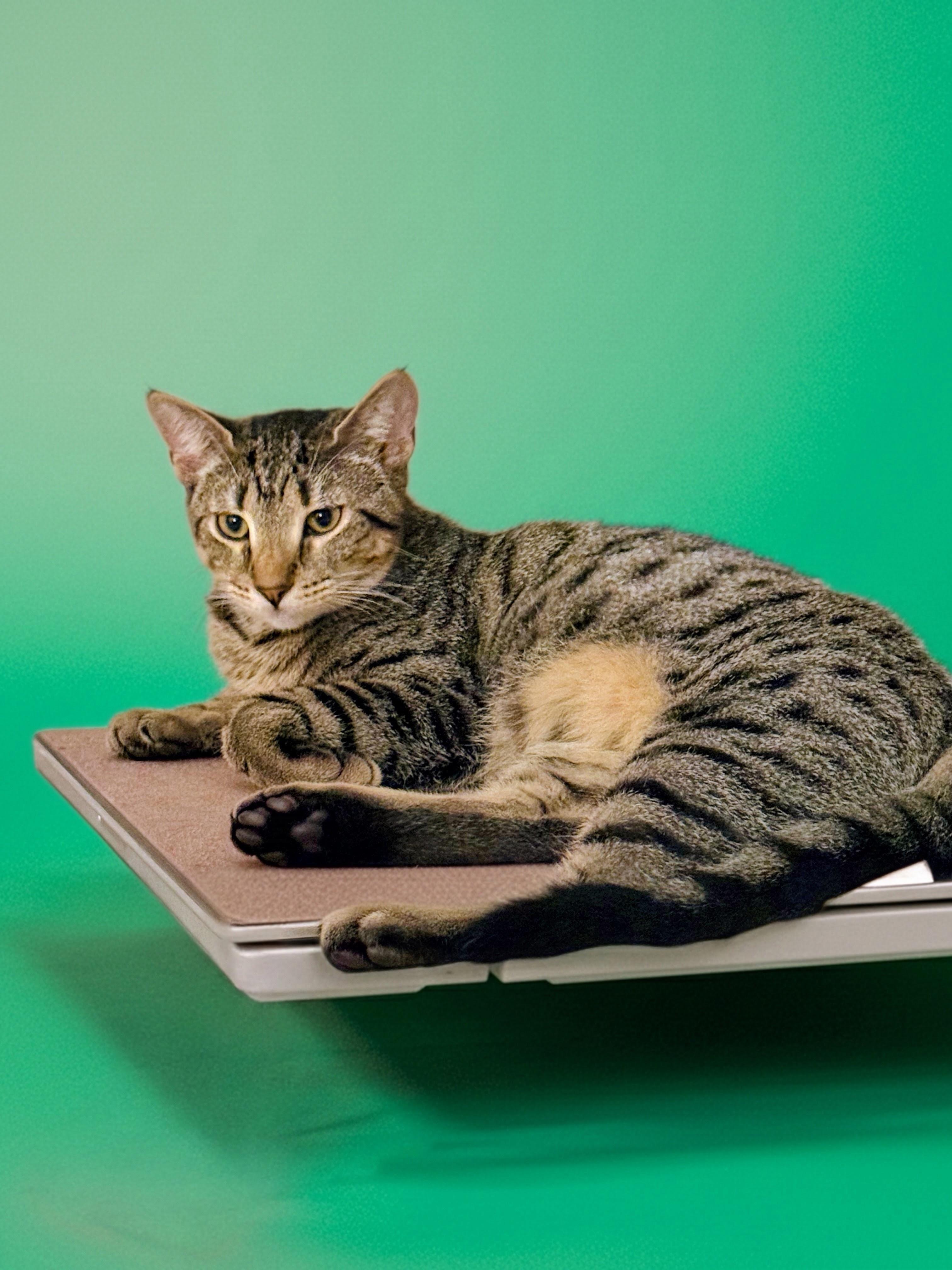 Enlarge Benson, a Adoptable Domestic Short Hair in Syosset, NY image 1/6